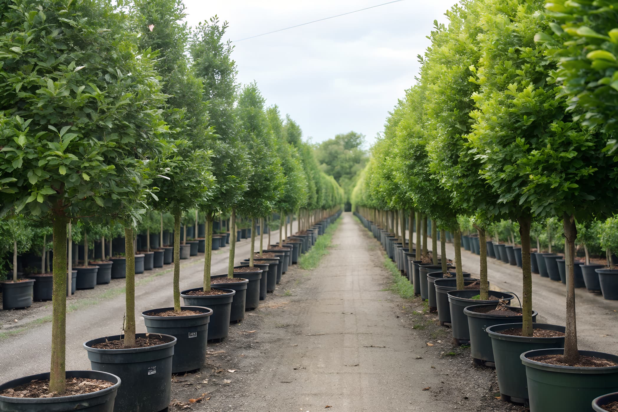 Pépinière d'arbres Palha - Jeunes plants prêts à être plantés